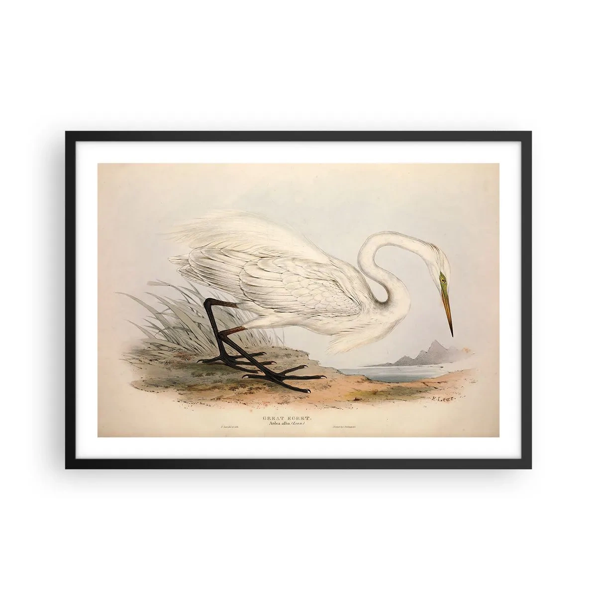 Póster en marco negro - Dibujo de una garza blanca sobre un fondo de paisaje natural. - 70x50cm - Dama de los juncos - Decoración de pared moderna para salón y dormitorio ARTTOR