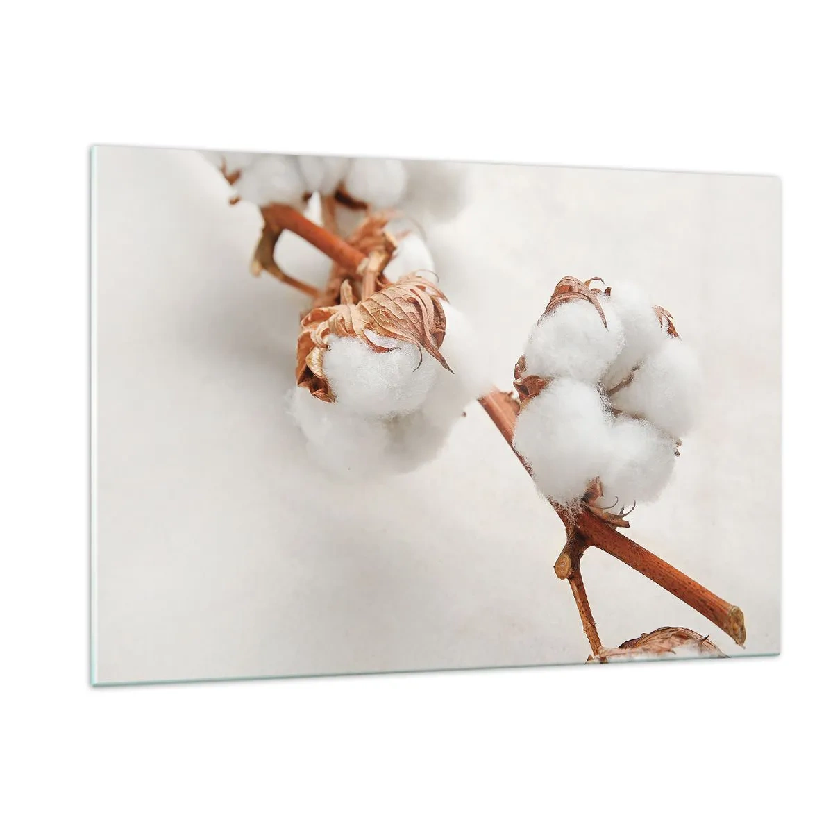 Cuadro sobre vidrio - Impresiones sobre Vidrio - Primer plano de una rama de algodón sobre un fondo claro - 120x80cm - Un suave tacto - Decoración de pared moderna para salón y dormitorio ARTTOR
