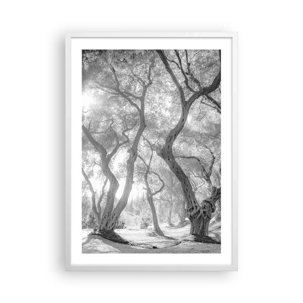 Póster en marco blanco - En un olivar - 50x70 cm