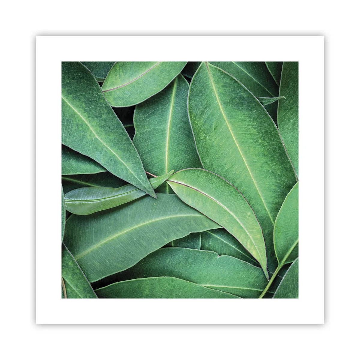 Póster - Jugosidad y frescura - 40x40 cm