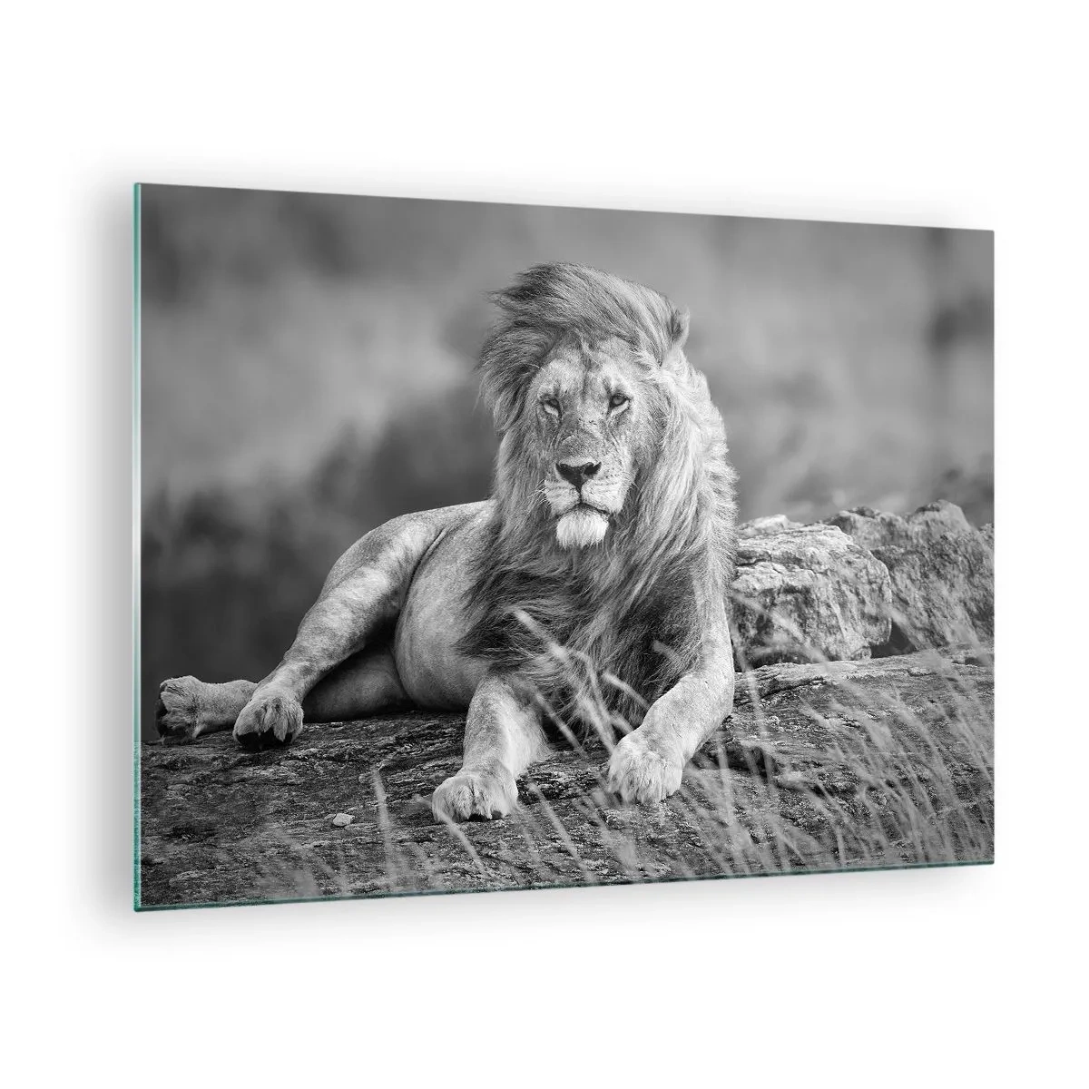 Cuadro sobre vidrio - Impresiones sobre Vidrio - Un león descansando sobre una roca en un paisaje monocromático. - 70x50cm - La siesta real - Decoración de pared moderna para salón y dormitorio ARTTOR