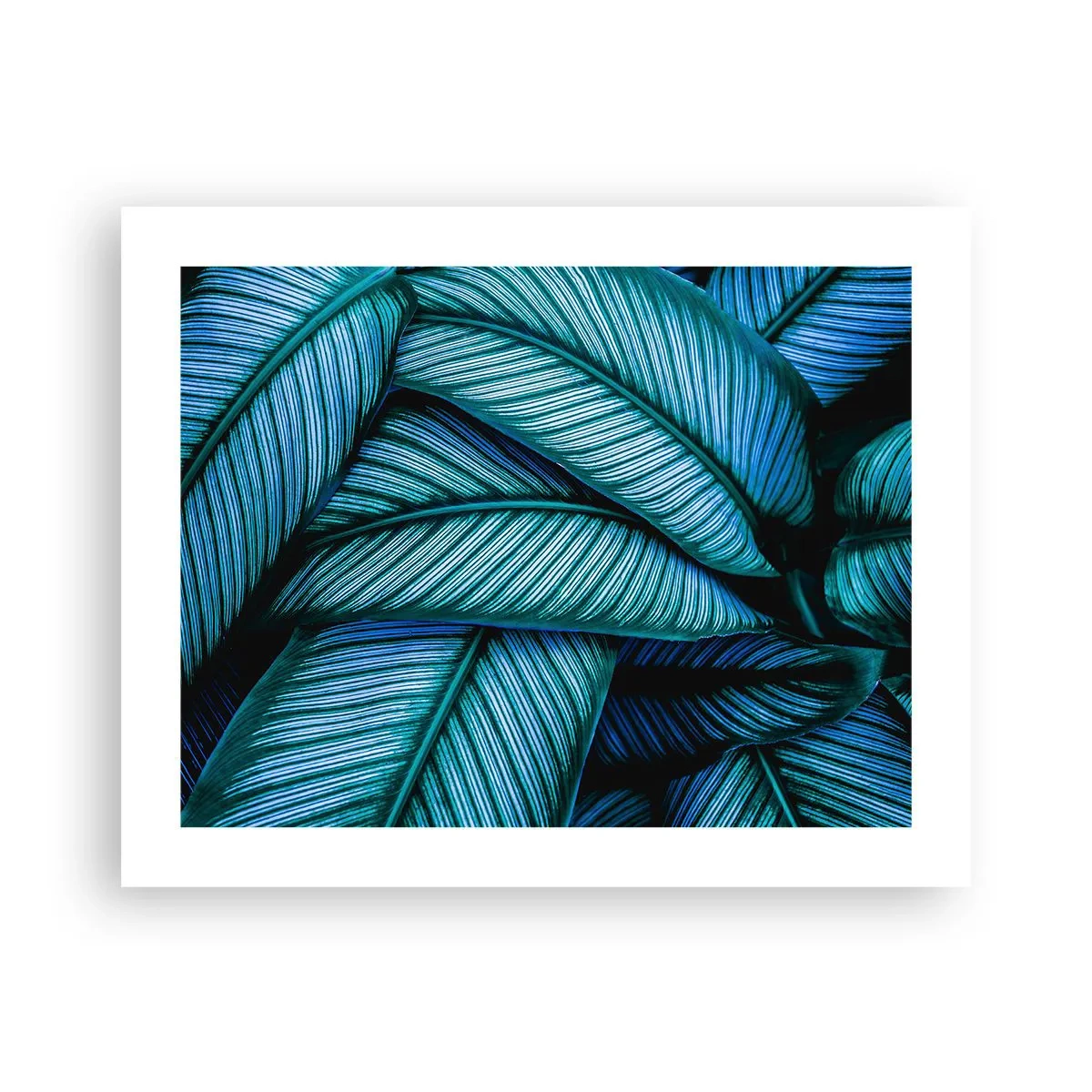 Póster - Líneas de vida - 50x40 cm