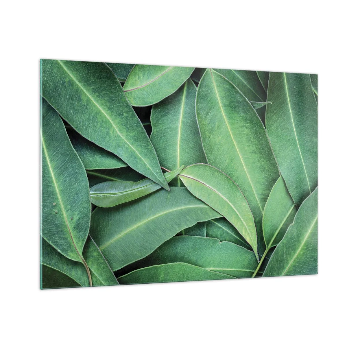 Cuadro sobre vidrio - Impresiones sobre Vidrio - Primer plano de hojas verdes dispuestas en capas. - 100x70cm - Jugosidad y frescura - Decoración de pared moderna para salón y dormitorio ARTTOR
