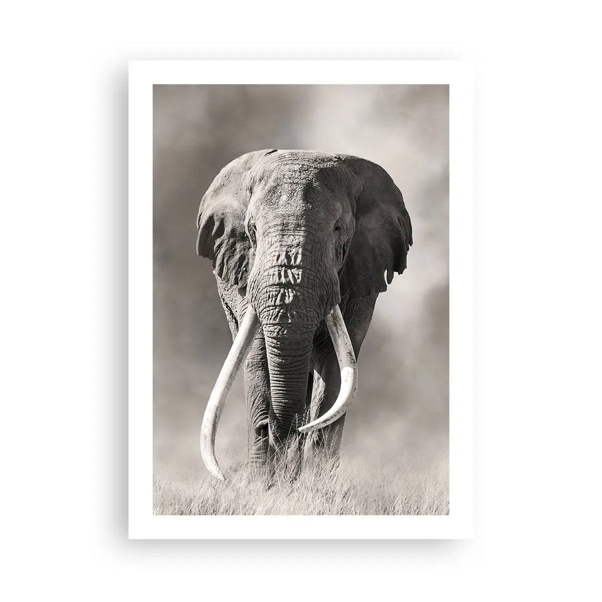 Póster - Retrato monocromático de un majestuoso elefante - 50x70cm - Patriarca africano - Decoración de pared moderna para salón y dormitorio ARTTOR