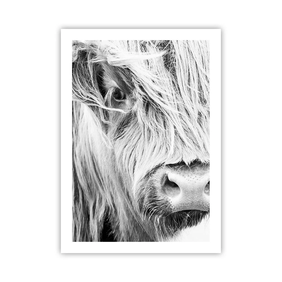Póster - Un retrato en blanco y negro en primer plano de una vaca de las Tierras Altas de Escocia. - 50x70cm - La naturaleza escocesa - Decoración de pared moderna para salón y dormitorio ARTTOR