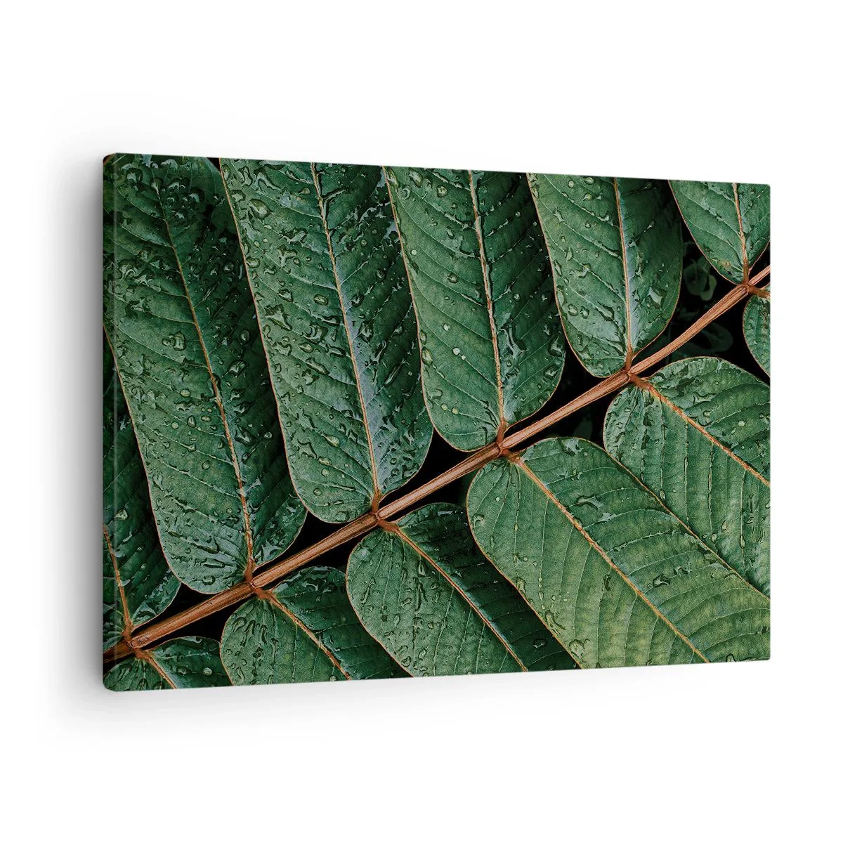 Cuadro sobre lienzo - Impresión de Imagen - Fotografía macro de hojas verdes con gotas de rocío. - 70x50cm - En un ritmo verde - Decoración de pared moderna para salón y dormitorio ARTTOR