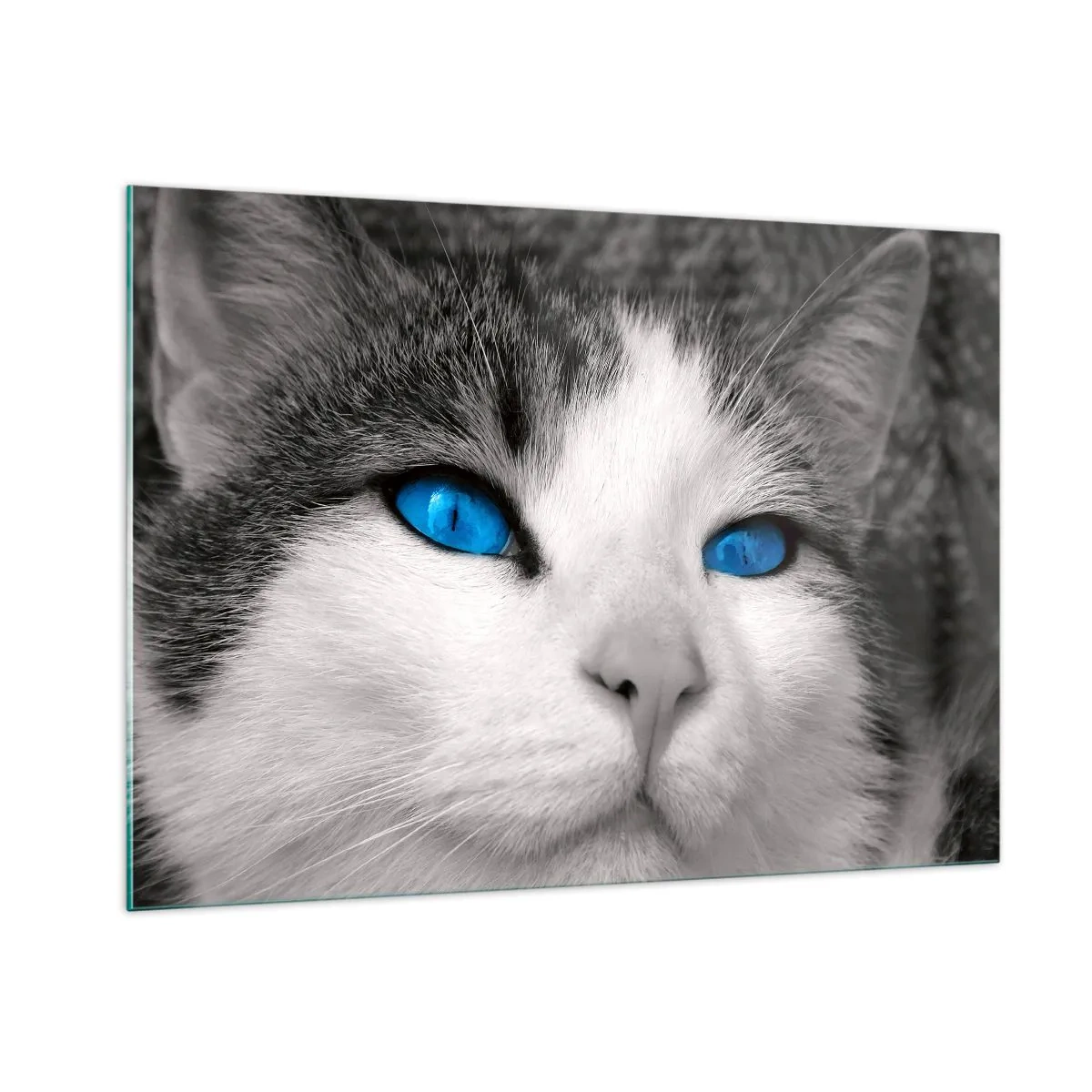 Cuadro sobre vidrio - Impresiones sobre Vidrio - Una fotografía en blanco y negro de un gato con ojos azules intensos. - 100x70cm - Inusual de ojos azules - Decoración de pared moderna para salón y dormitorio ARTTOR