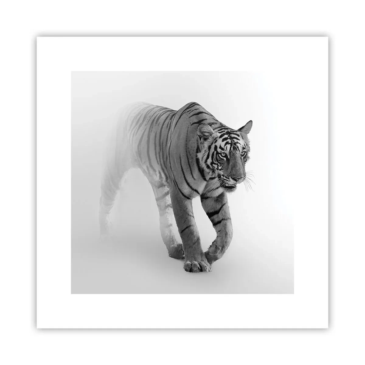 Póster - Siempre alerta entre la niebla - 30x30 cm