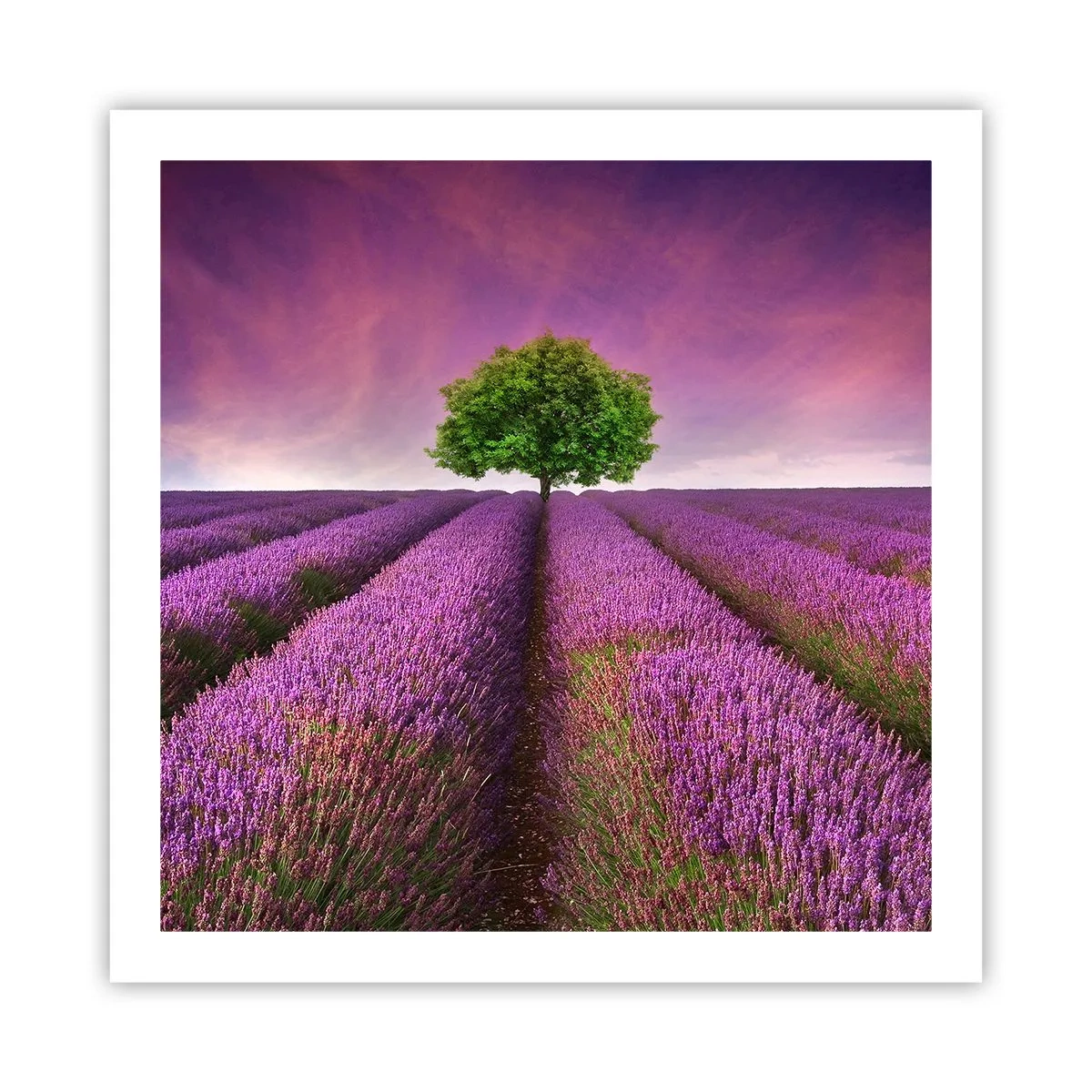 Póster - En los campos de lavanda - 60x60 cm