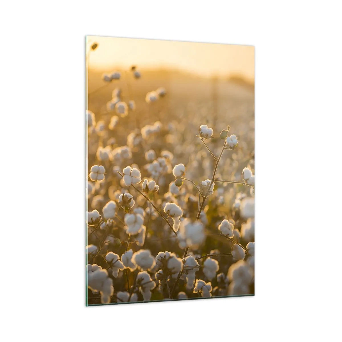 Cuadro sobre vidrio - Impresiones sobre Vidrio - Campo de algodón al atardecer - 50x70cm - Un campo esponjoso - Decoración de pared moderna para salón y dormitorio ARTTOR