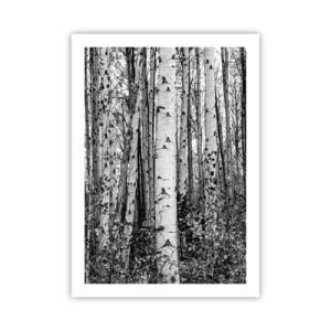 Póster - Los abedules blancos y negros forman un bosque simétrico. - 50x70cm - Columnas de abedules - Decoración de pared moderna para salón y dormitorio ARTTOR