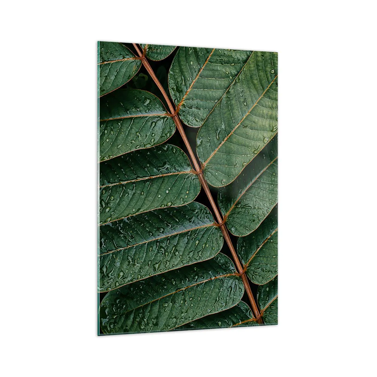 Cuadro sobre vidrio - Impresiones sobre Vidrio - Fotografía macro de hojas verdes con gotas de rocío. - 70x100cm - En un ritmo verde - Decoración de pared moderna para salón y dormitorio ARTTOR