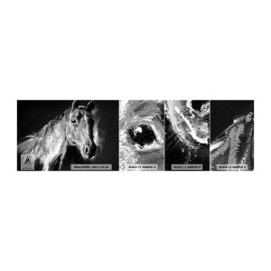 Muestra de fotomural autoadhesivo Deluxe Sticker - El brillo de un alma noble - animales, Caballo, Yegua - 100x30 cm