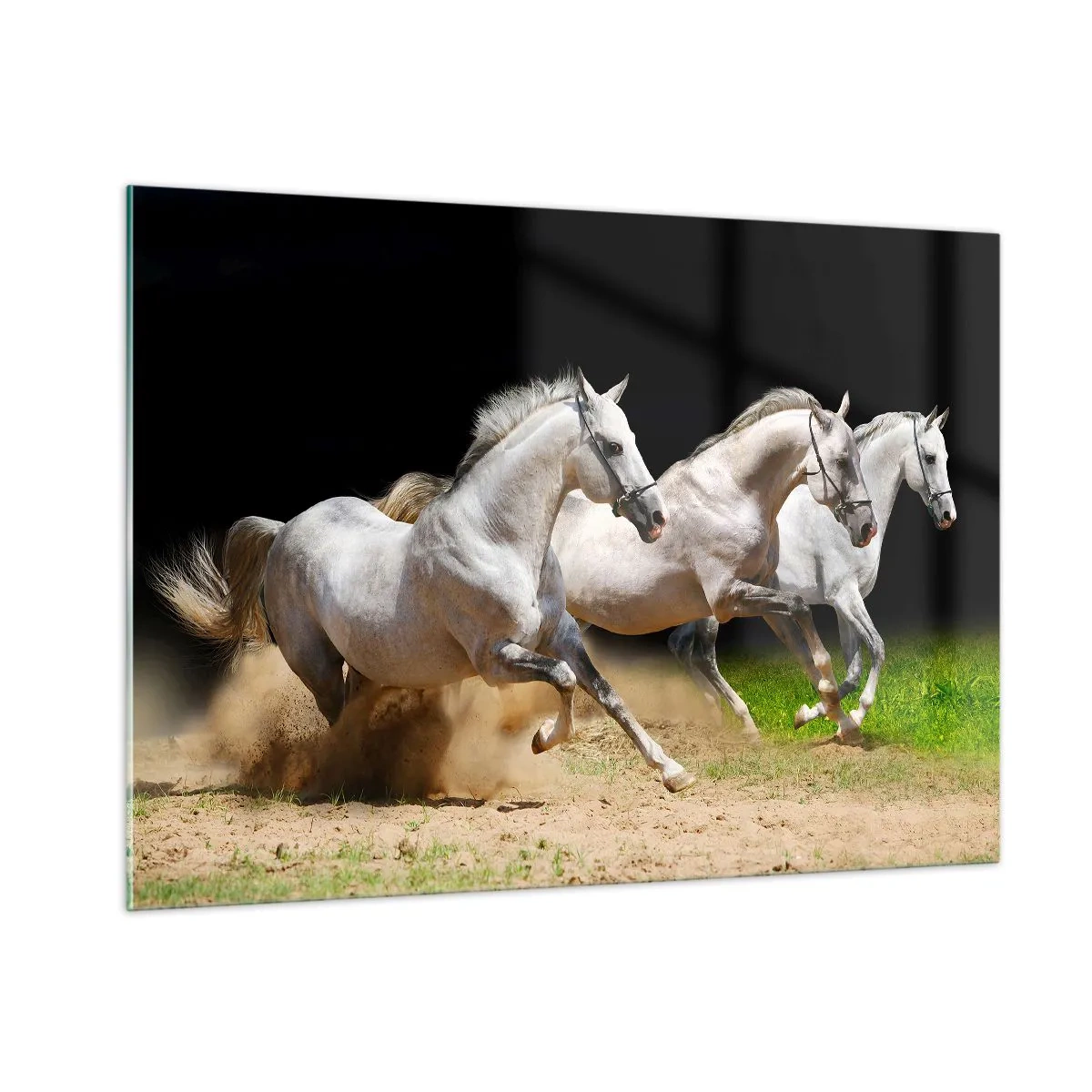 Cuadro sobre vidrio - Impresiones sobre Vidrio - Tres caballos blancos galopando por el suelo arenoso. - 100x70cm - Las tres Gracias - Decoración de pared moderna para salón y dormitorio ARTTOR