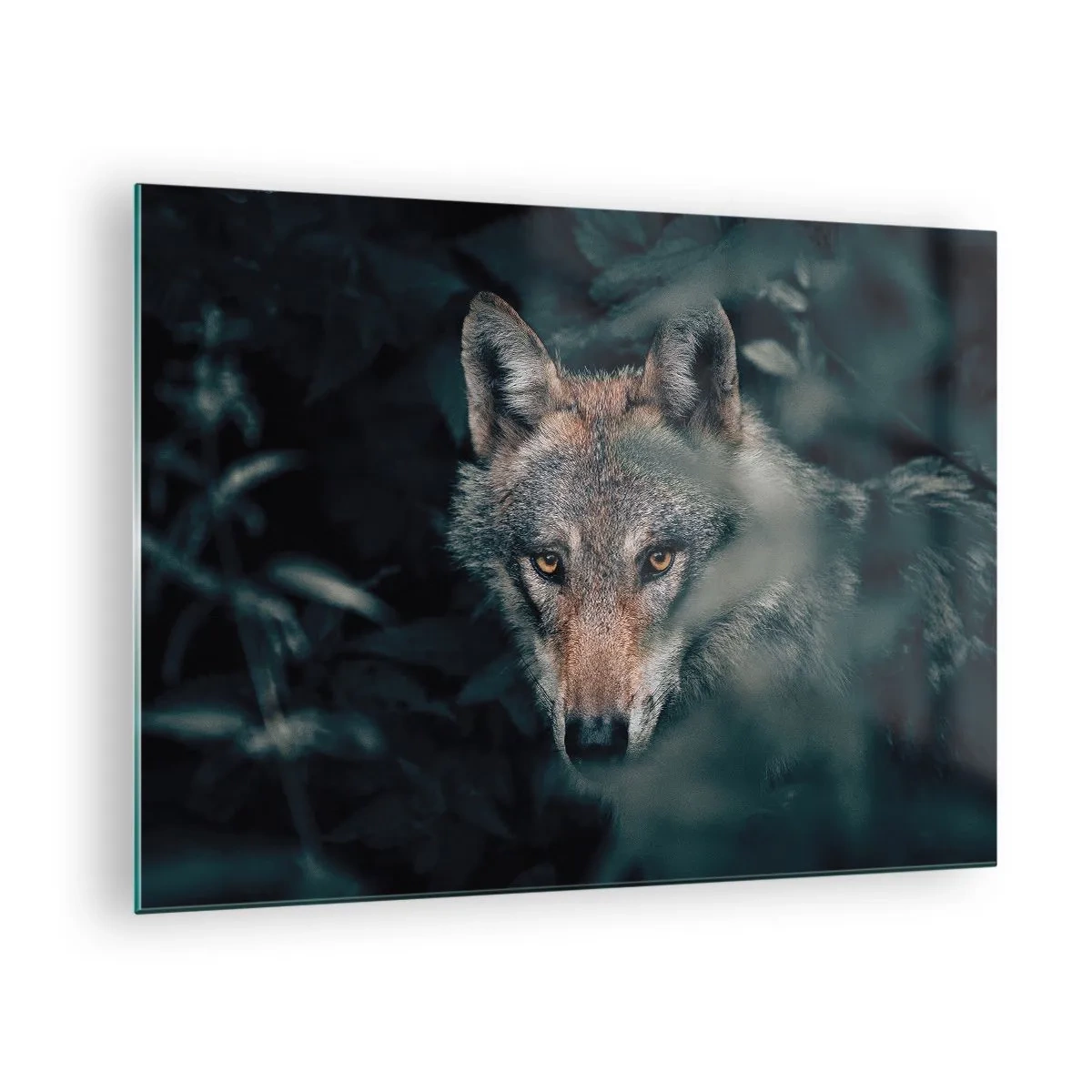 Cuadro sobre vidrio - Impresiones sobre Vidrio - Un lobo observa atentamente desde su escondite en la espesura del bosque. - 70x50cm - Cazador - Decoración de pared moderna para salón y dormitorio ARTTOR