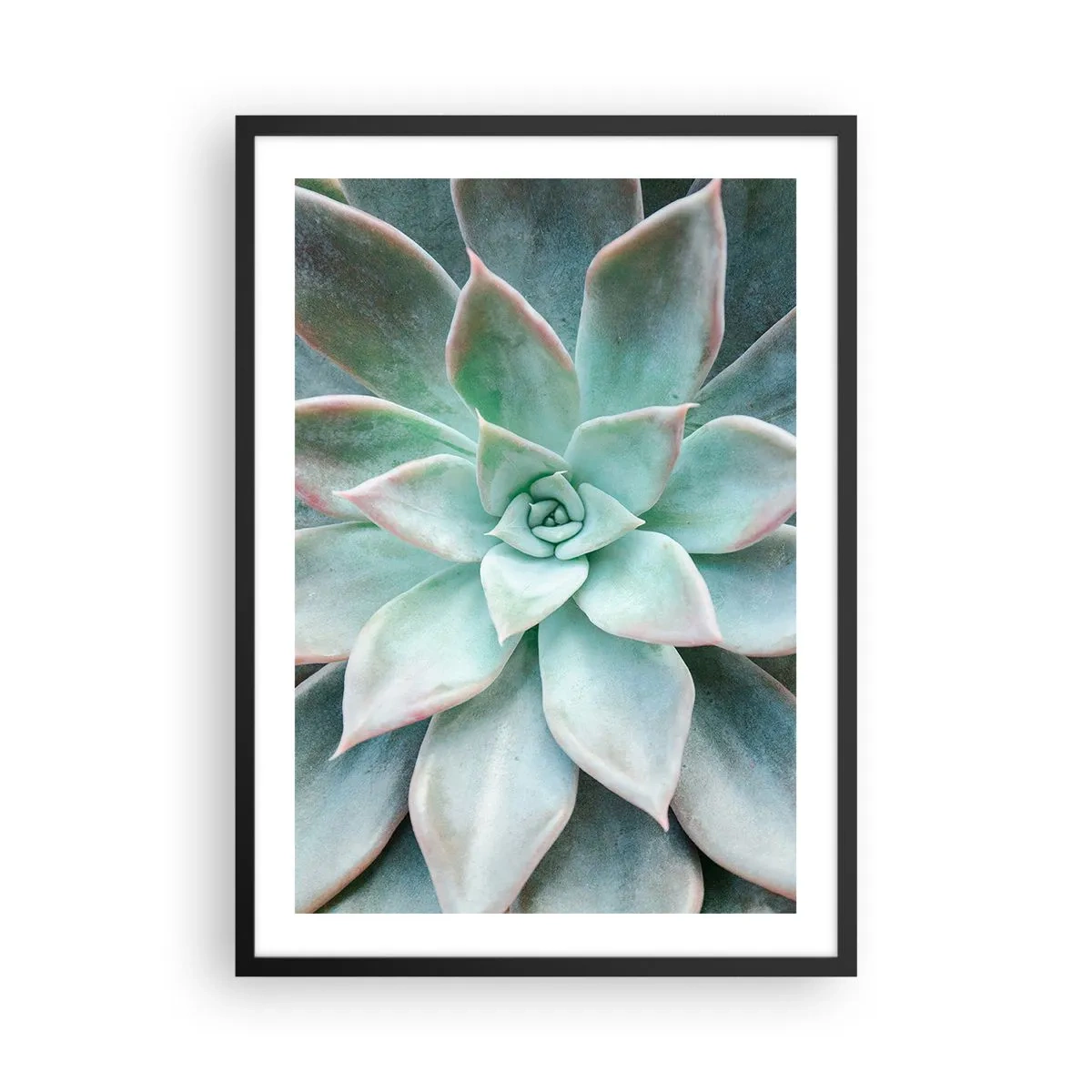 Póster en marco negro - Un primer plano de las hojas simétricas de una suculenta en tonos verdes. - 50x70cm - El corazón del desierto - Decoración de pared moderna para salón y dormitorio ARTTOR