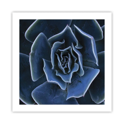 Póster - Flor del desierto - 50x50 cm