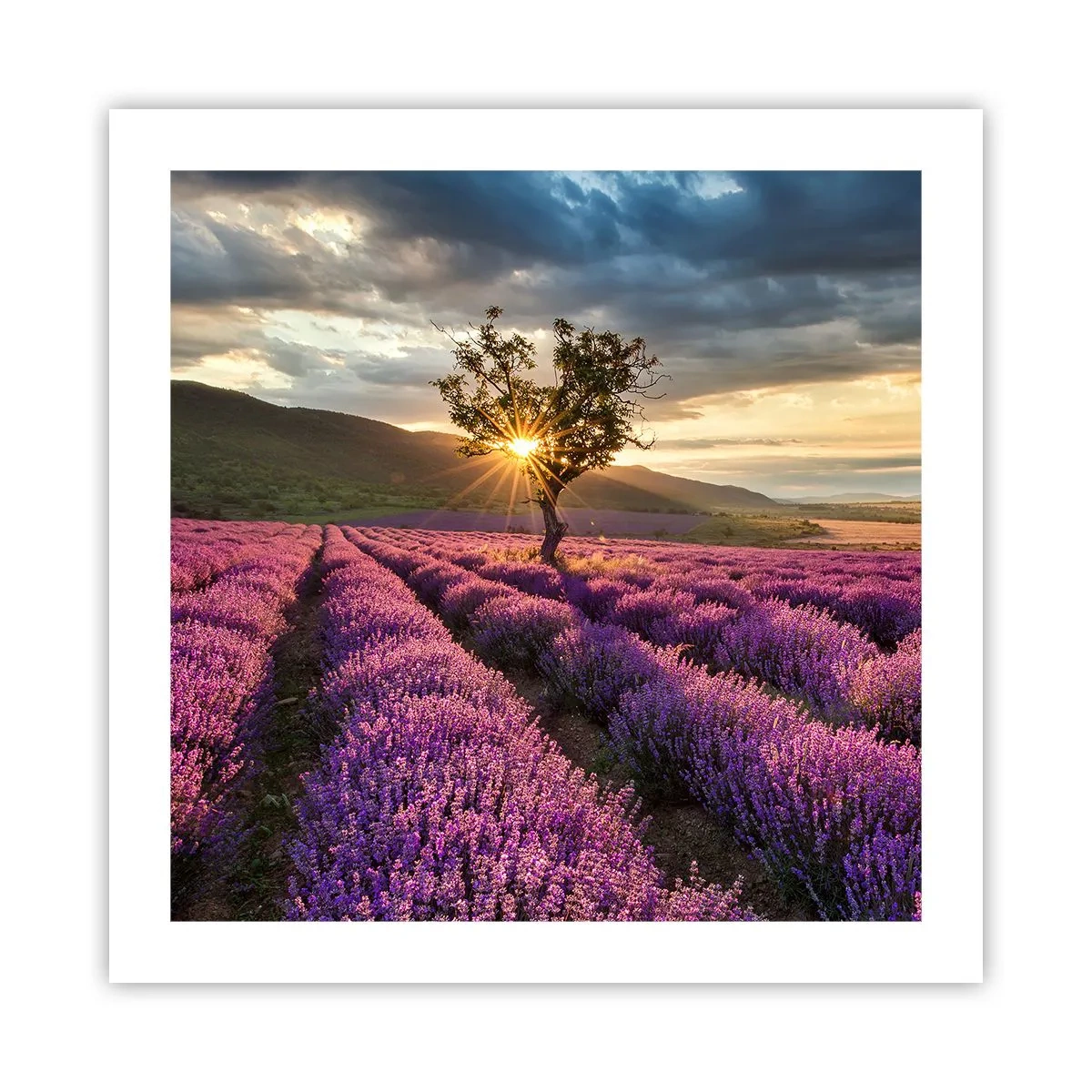 Póster - Aroma en lila - 50x50 cm
