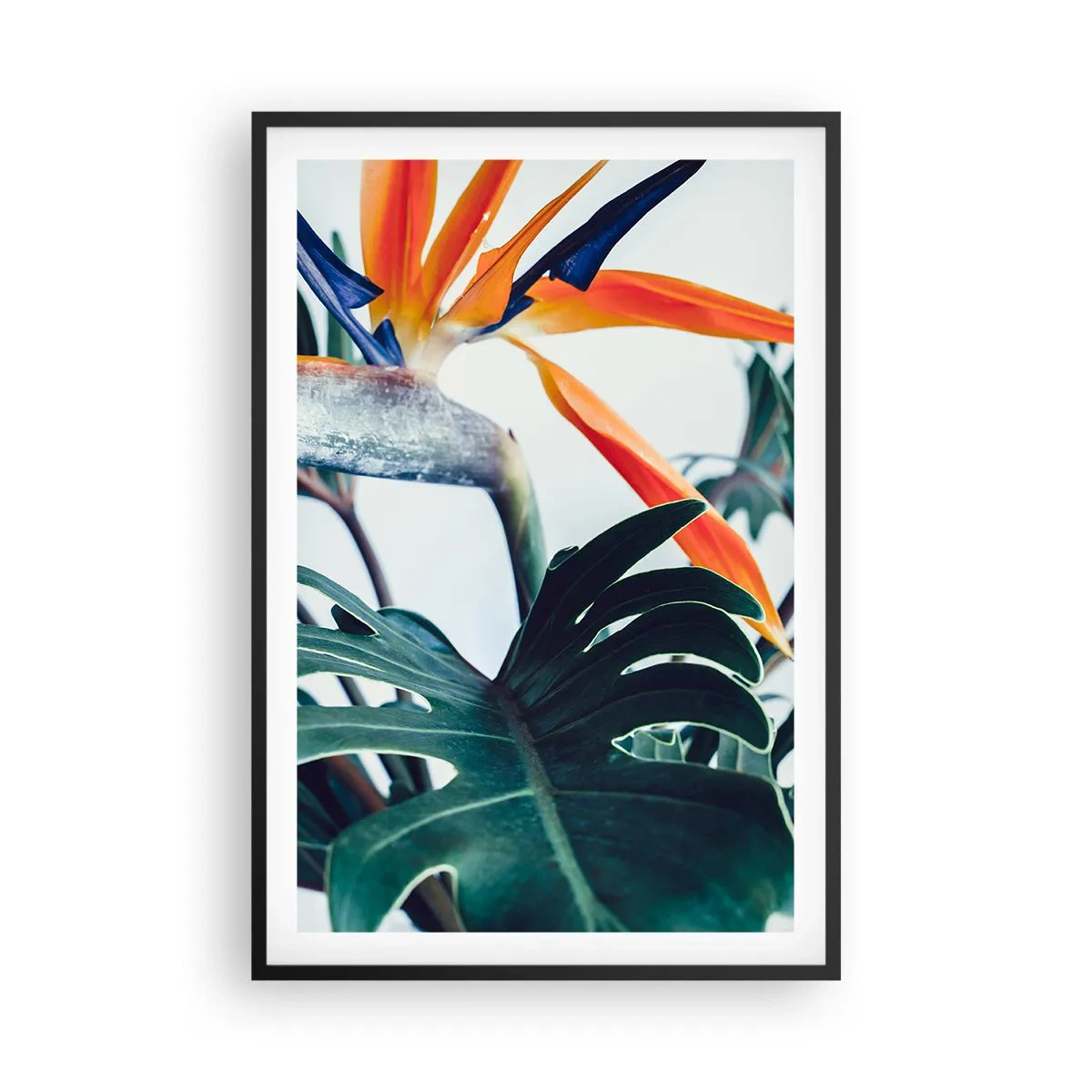 Póster en marco negro - La jaula del pájaro colorido - 61x91 cm