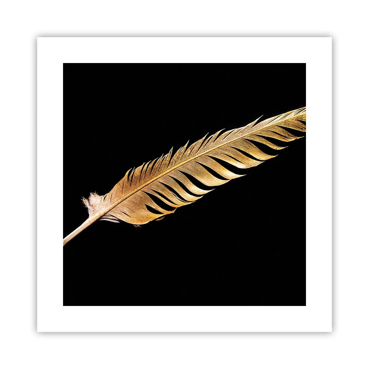 Póster - Pluma de alta calidad - 40x40 cm