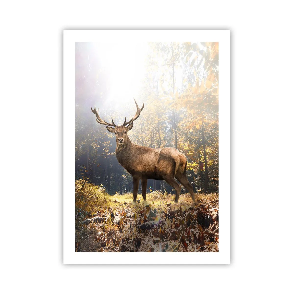 Póster - Un ciervo en un bosque iluminado por la luz del sol. - 50x70cm - Con toda la majestuosidad - Decoración de pared moderna para salón y dormitorio ARTTOR