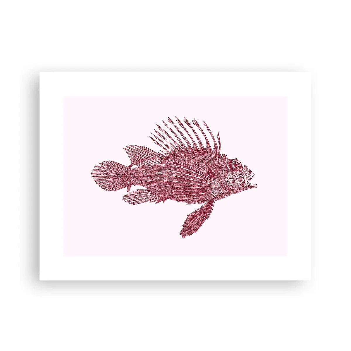 Póster - Un habitante de aguas exóticas - 40x30 cm