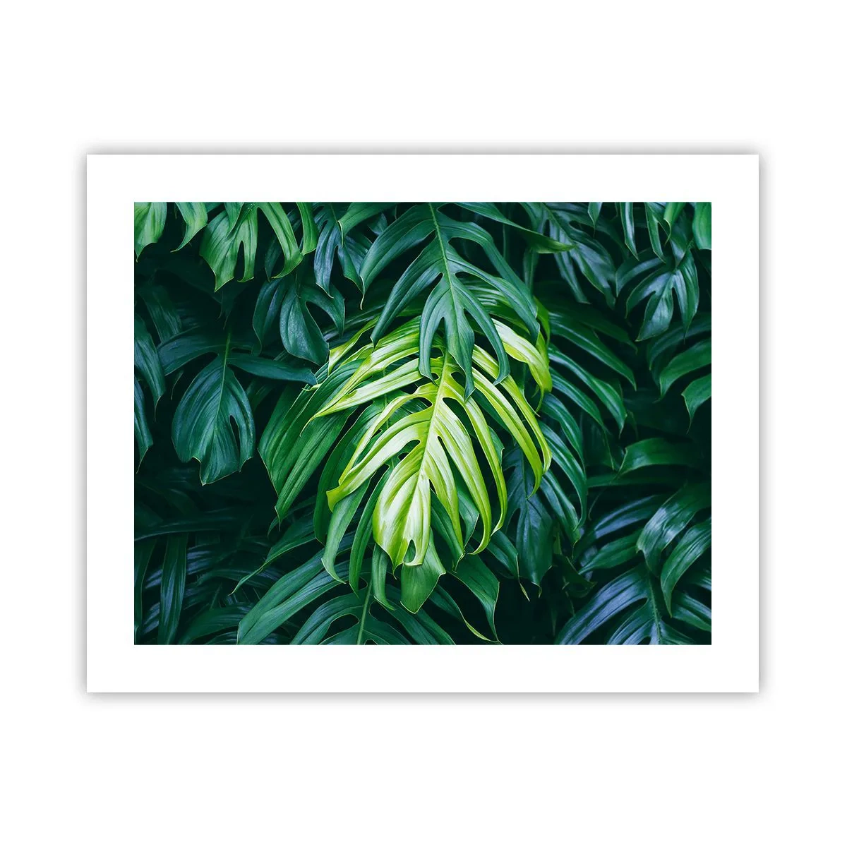 Póster - Sumérjase en la frescura - 50x40 cm