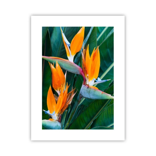 Póster - ¿Es una flor o es un pájaro? - 30x40 cm
