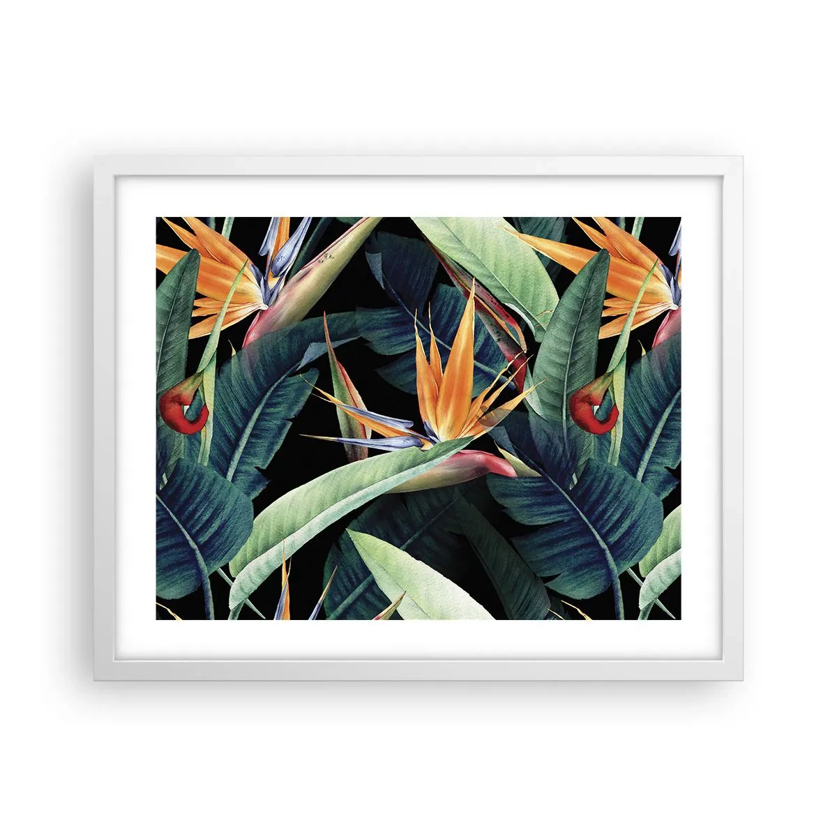Póster en marco blanco - Flores de llamas de los trópicos - 50x40 cm