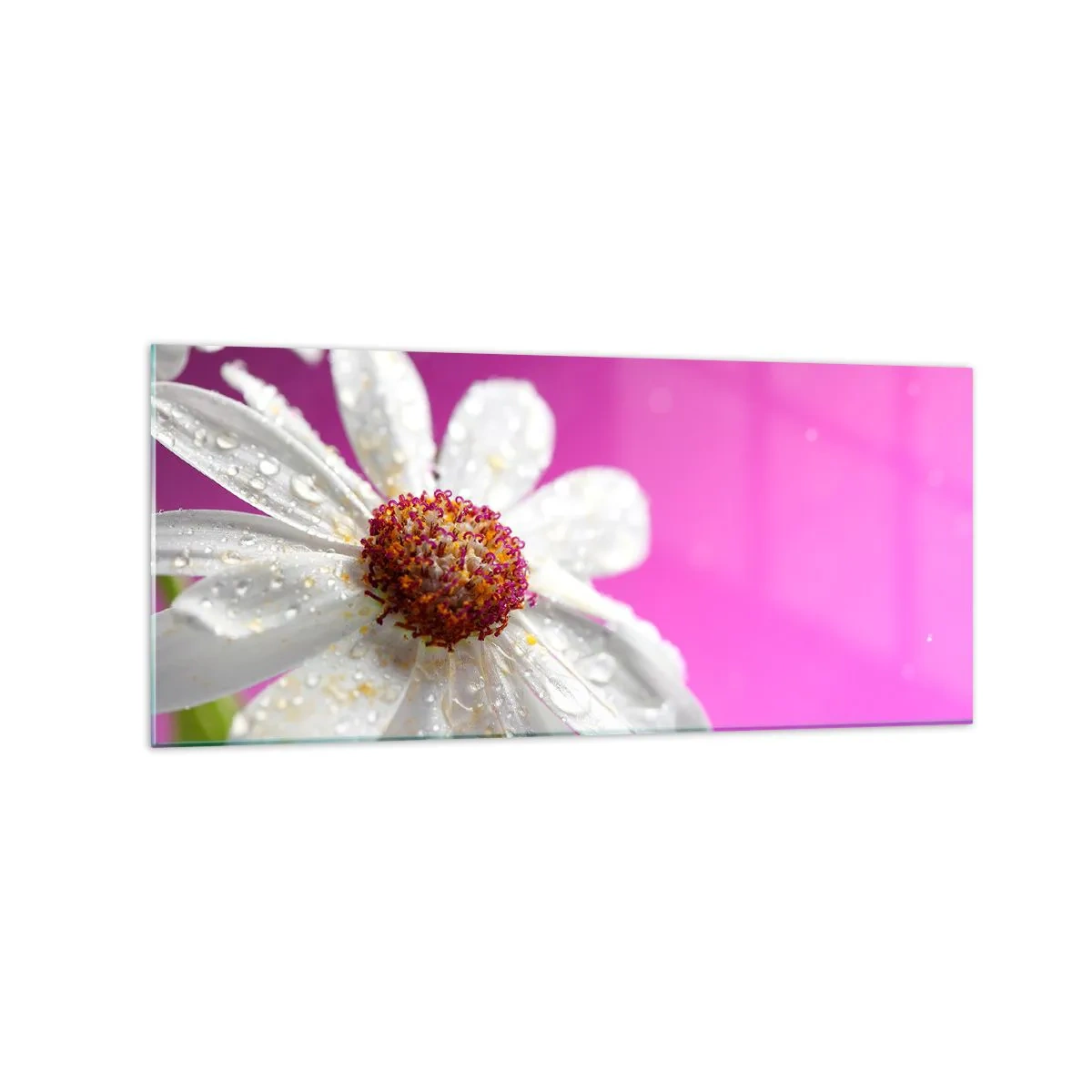 Cuadro sobre vidrio - Impresiones sobre Vidrio - Una margarita blanca cubierta de gotas de agua sobre un fondo rosa. - 120x50cm - Modesto en su belleza - Decoración de pared moderna para salón y dormitorio ARTTOR