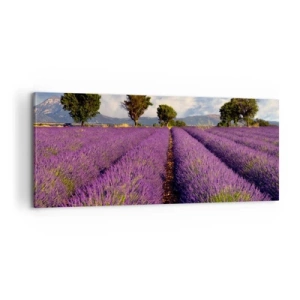 Cuadro sobre lienzo - Impresión de Imagen - Campos de lavanda - 100x40 cm