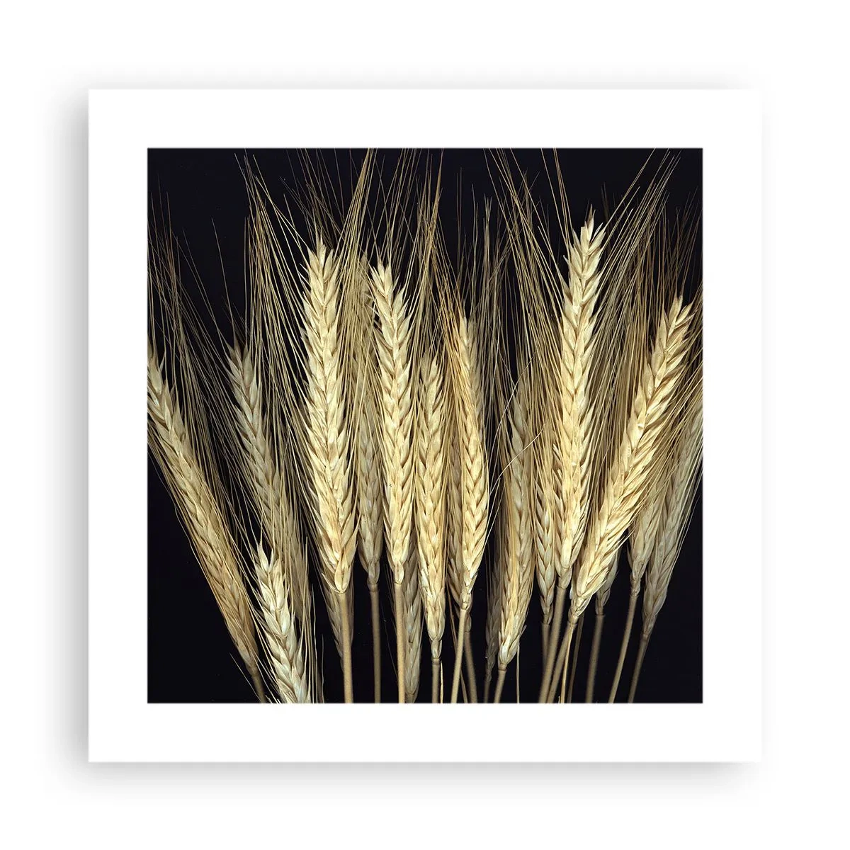 Póster - Magia rústica - 40x40 cm