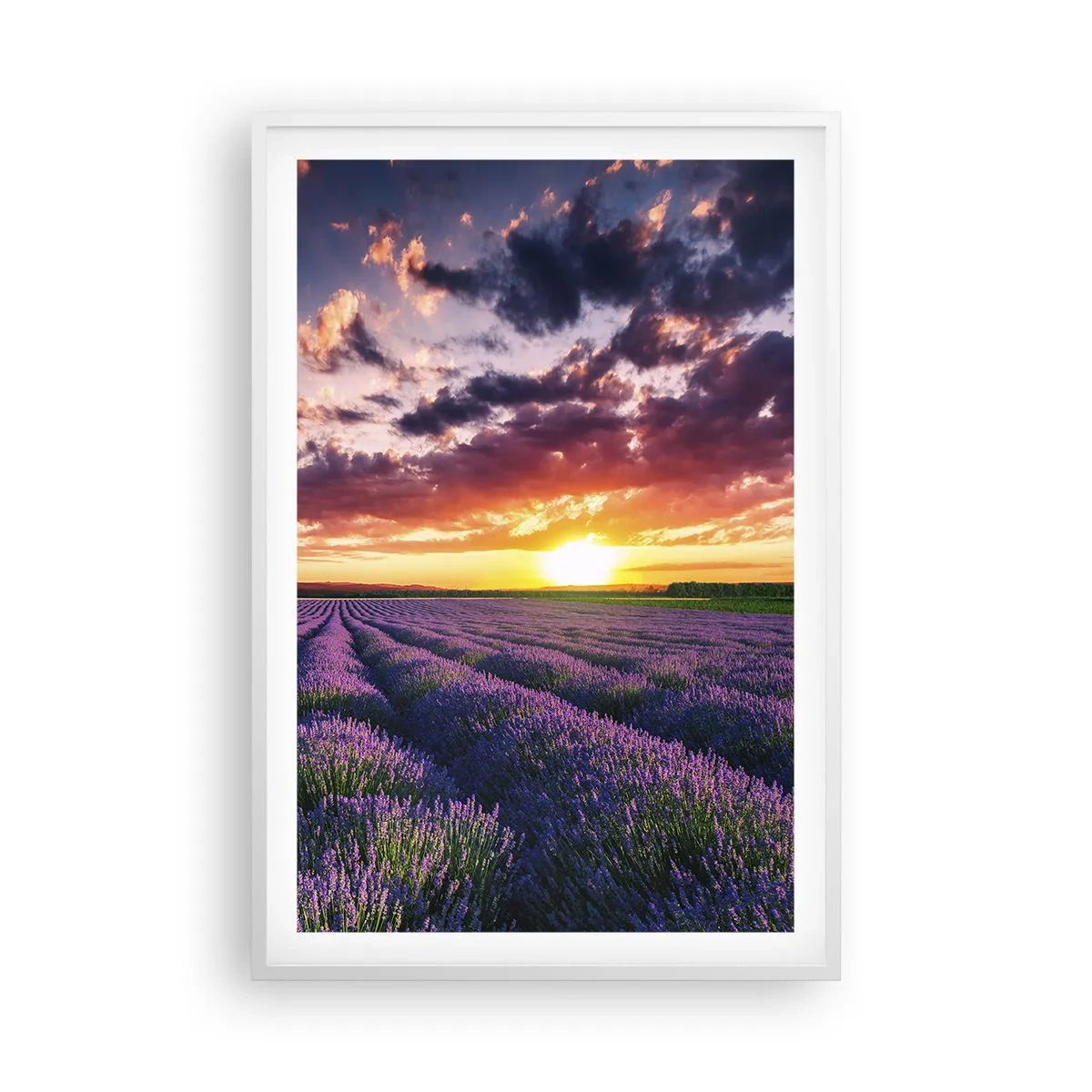 Póster en marco blanco - El mundo de la lavanda - 61x91 cm