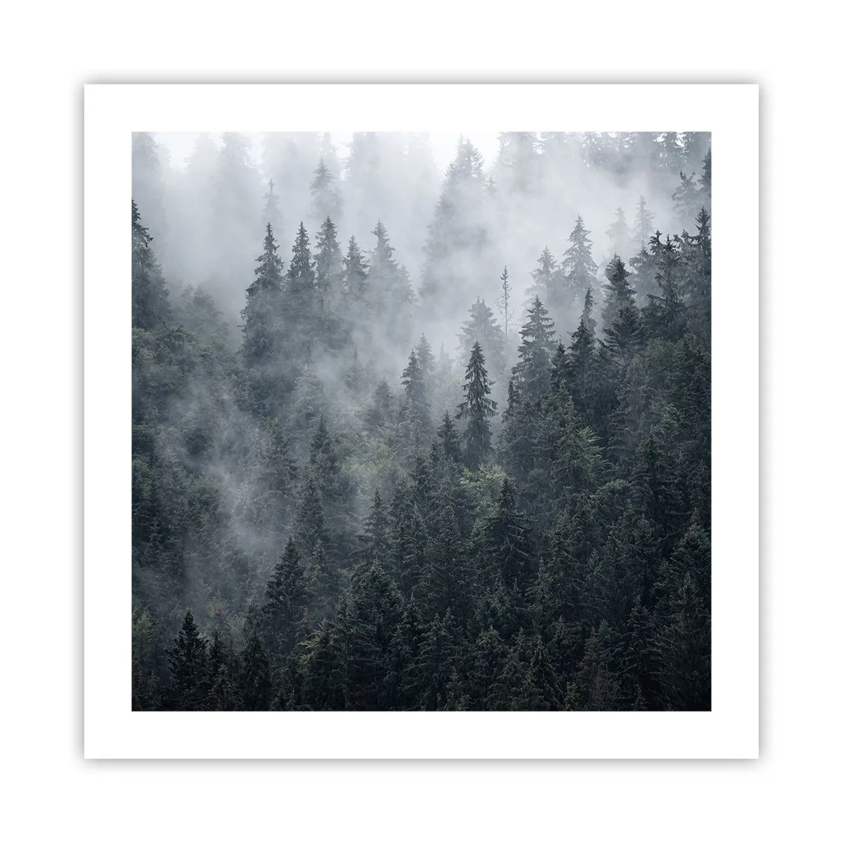 Póster - Amanecer en el bosque - 50x50 cm