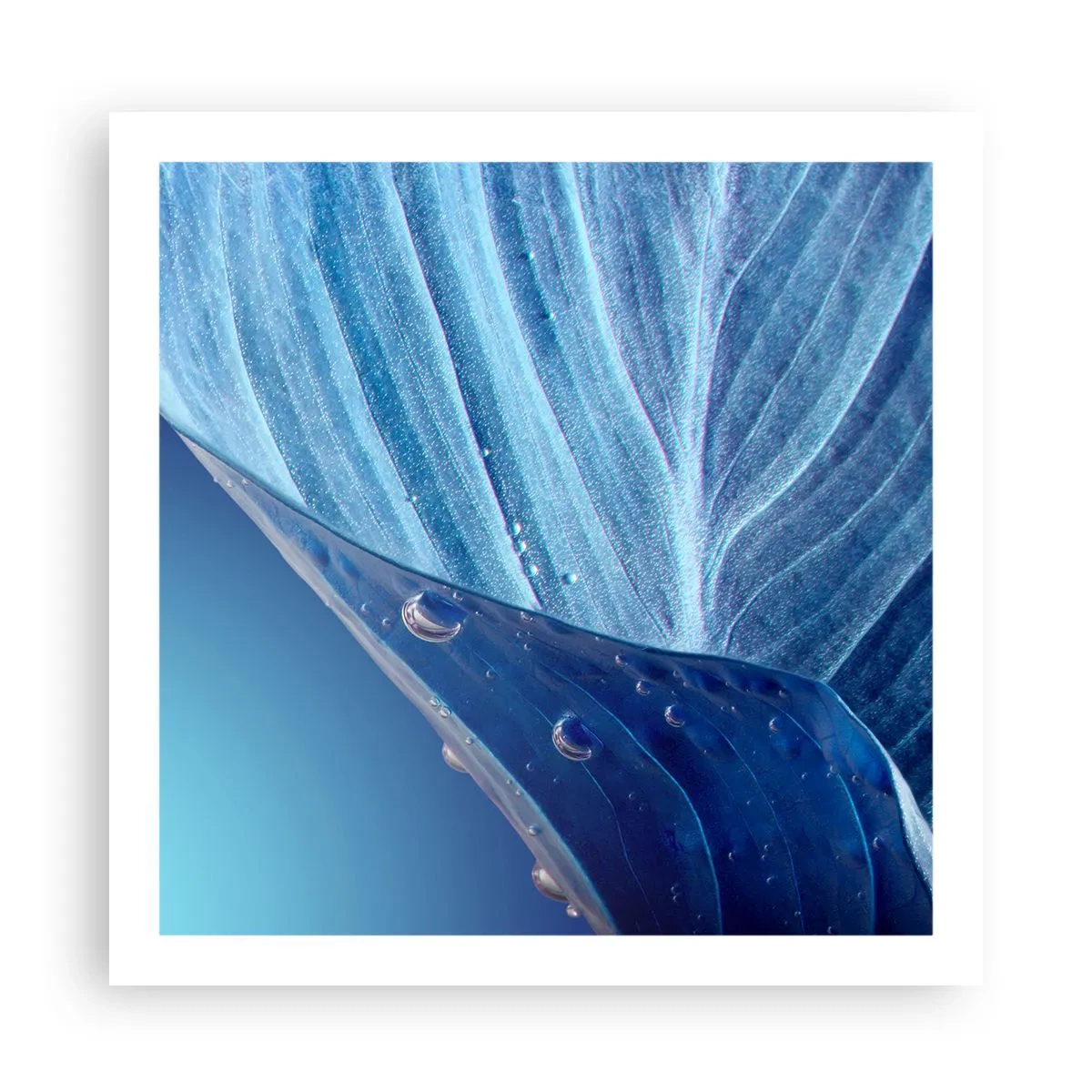 Póster - Gotas ocultas de azul - 60x60 cm