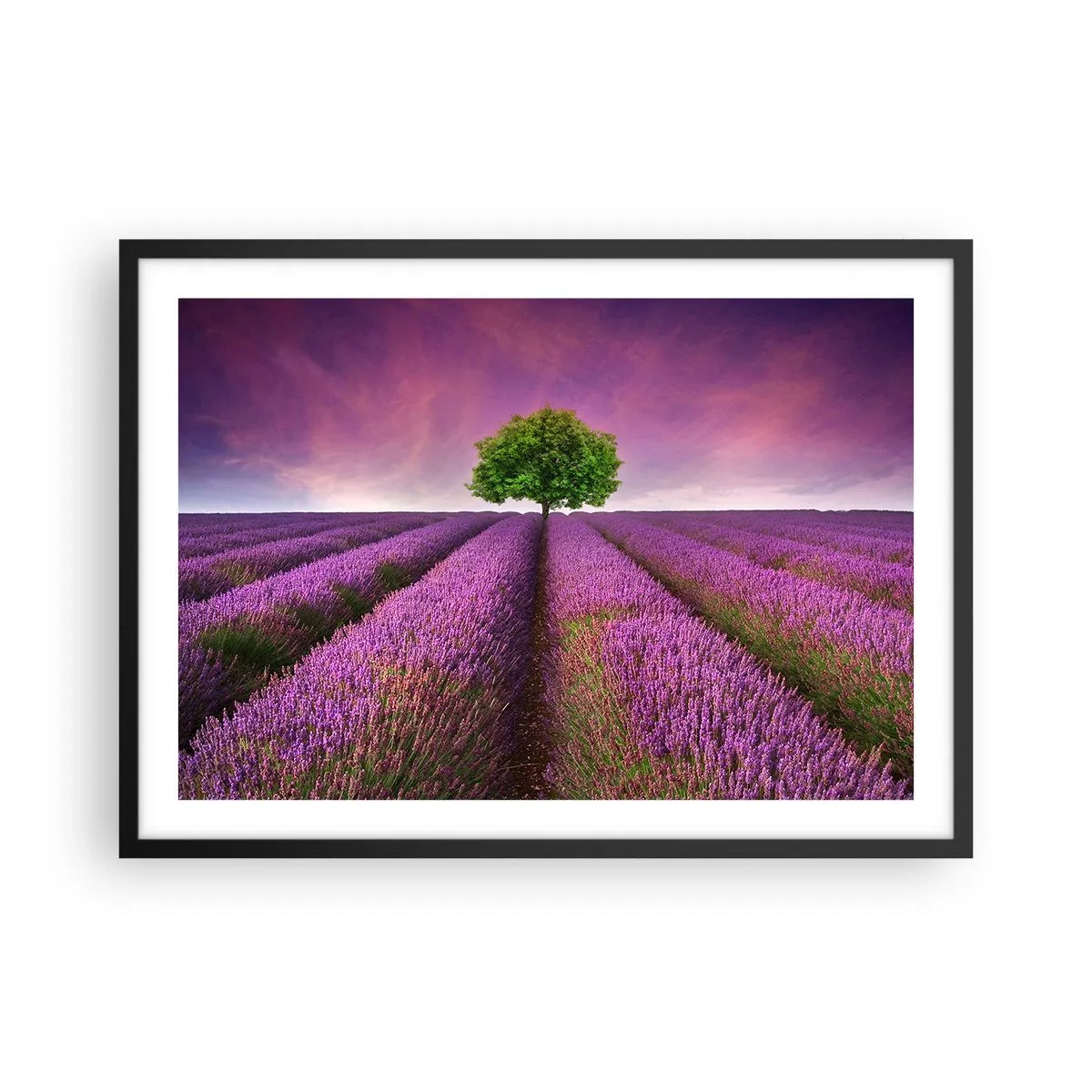 Póster en marco negro - Un campo de lavanda con un árbol solitario y un cielo púrpura. - 70x50cm - En los campos de lavanda - Decoración de pared moderna para salón y dormitorio ARTTOR