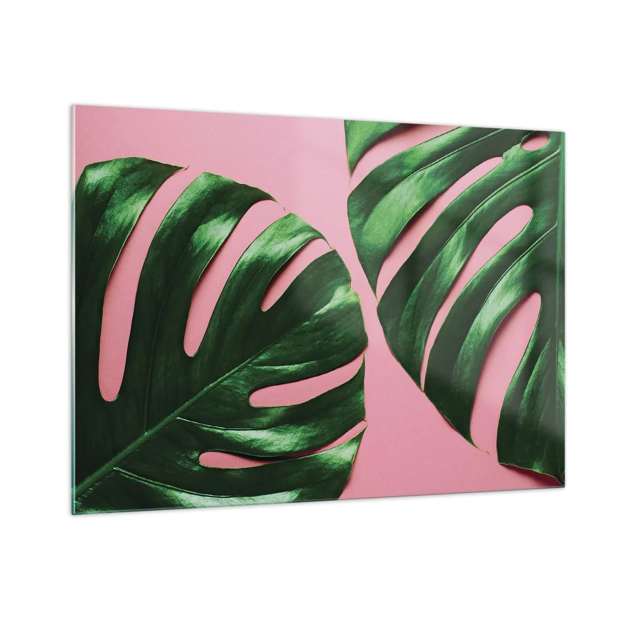 Cuadro sobre vidrio - Impresiones sobre Vidrio - Hojas de monstera verde sobre un fondo rosa - 100x70cm - Cita con el verde - Decoración de pared moderna para salón y dormitorio ARTTOR