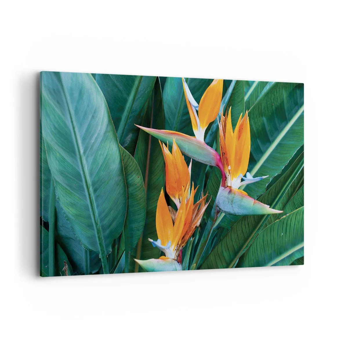 Cuadro sobre lienzo - Impresión de Imagen - Flores exóticas de strelitzia rodeadas de hojas verdes. - 120x80cm - ¿Es una flor o es un pájaro? - Decoración de pared moderna para salón y dormitorio ARTTOR