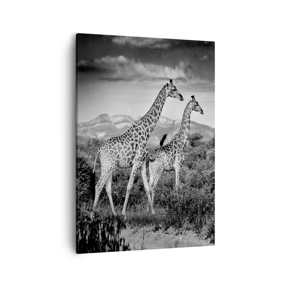 Cuadro sobre lienzo - Impresión de Imagen - Siluetas en blanco y negro de dos jirafas en la sabana. - 50x70cm - La clase alta de África - Decoración de pared moderna para salón y dormitorio ARTTOR