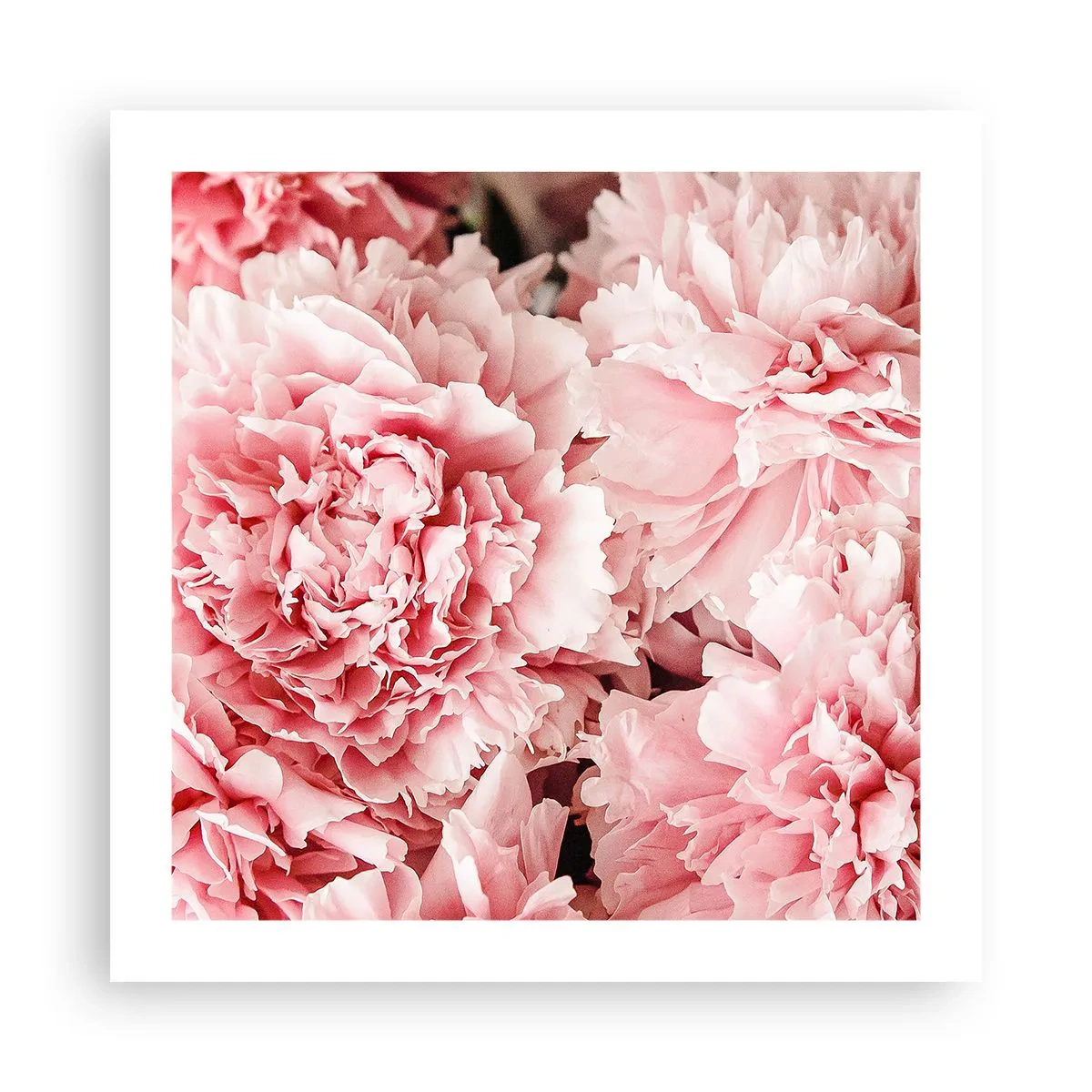 Póster - Sueño rosa - 50x50 cm