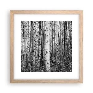 Póster en marco roble claro - Columnas de abedules - 30x30 cm