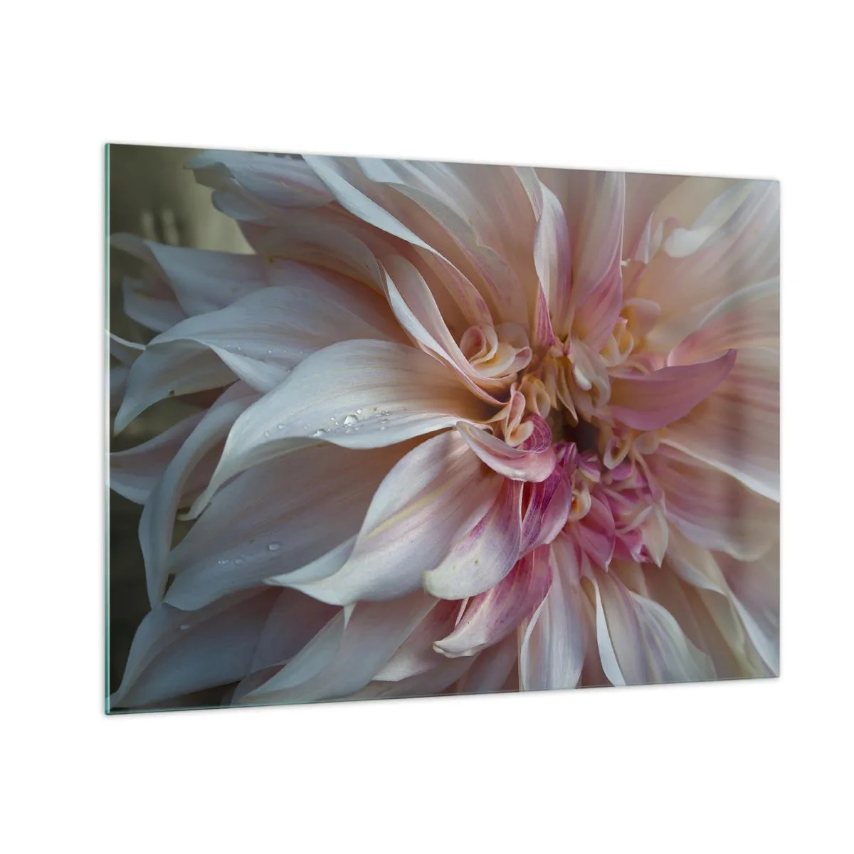 Cuadro sobre vidrio - Impresiones sobre Vidrio - Primer plano de una flor rosa y crema con gotas de agua. - 70x50cm - Frescura floreciente - Decoración de pared moderna para salón y dormitorio ARTTOR