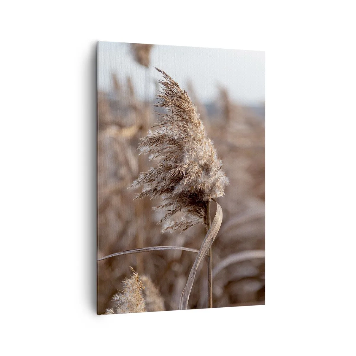 Cuadro sobre lienzo - Impresión de Imagen - Delicadas hierbas en tonos beige sobre el fondo de la naturaleza. - 70x100cm - Es hora de volar con el viento - Decoración de pared moderna para salón y dormitorio ARTTOR