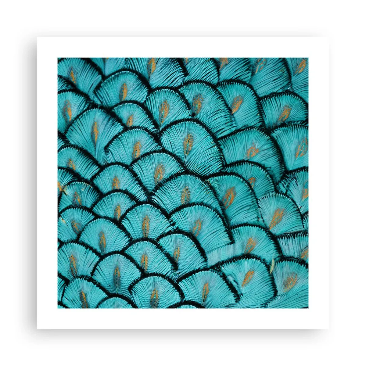 Póster - La gran gala de las plumas - 50x50 cm
