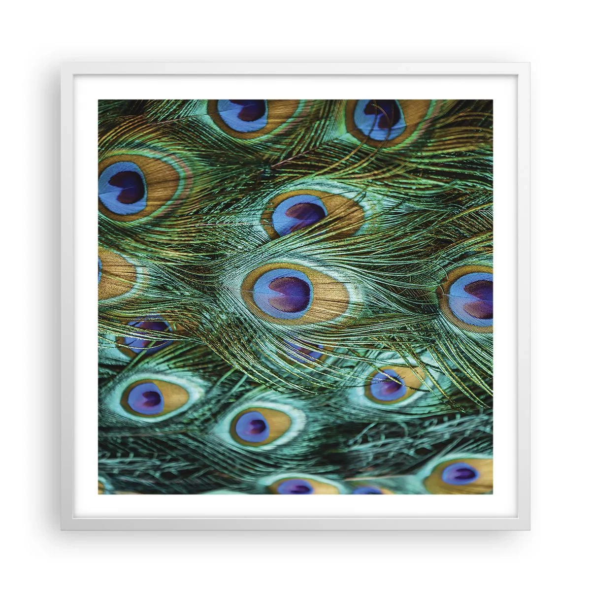 Póster en marco blanco - Mirada de pavo real - 60x60 cm