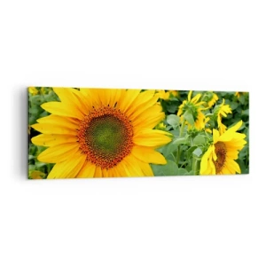 Cuadro sobre lienzo - Impresión de Imagen - Un campo de girasoles con flores amarillas sobre un fondo de hojas verdes. - 140x50cm - Cientos de soles estallan - Decoración de pared moderna para salón y dormitorio ARTTOR