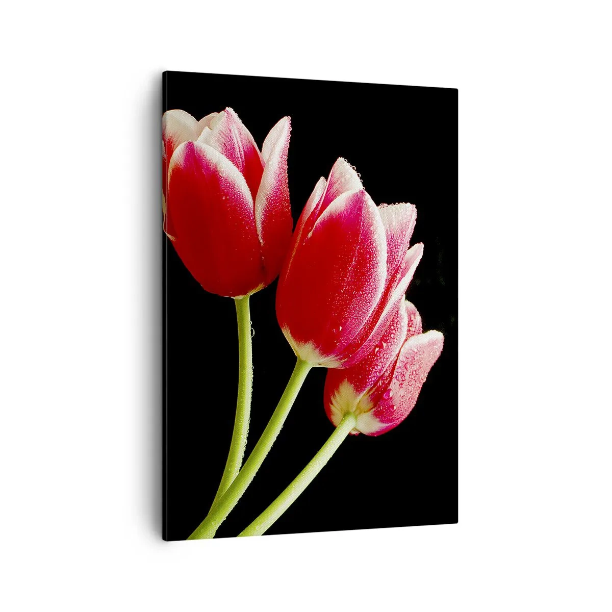 Cuadro sobre lienzo - Impresión de Imagen - Tulipanes rojos con gotas de rocío sobre un fondo negro - 50x70cm - Promesa de amor puro - Decoración de pared moderna para salón y dormitorio ARTTOR