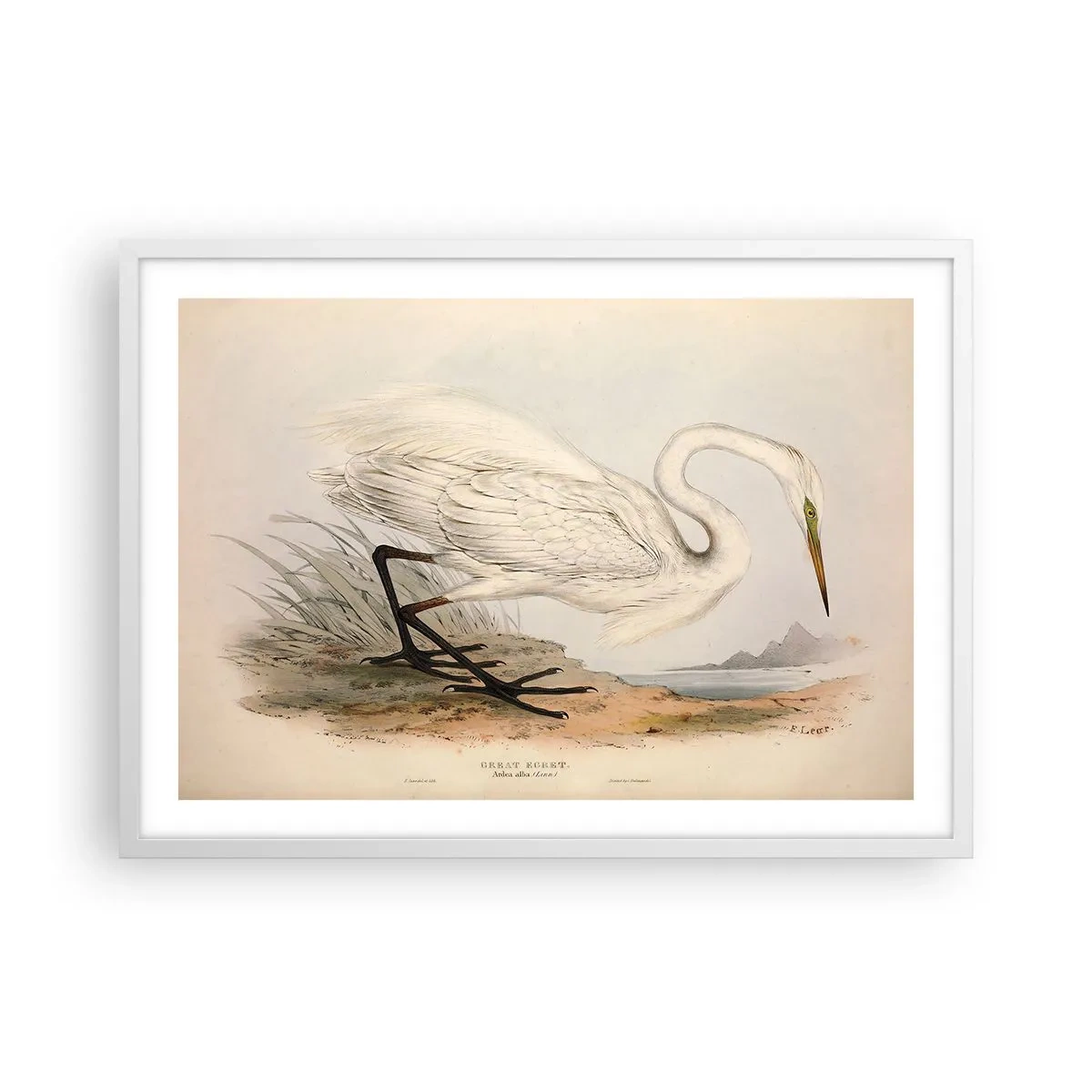 Póster en marco blanco - Dama de los juncos - 70x50 cm