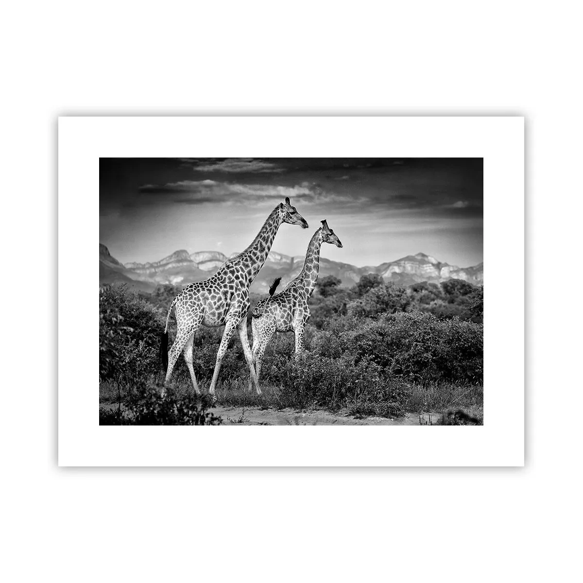 Póster - La clase alta de África - 40x30 cm