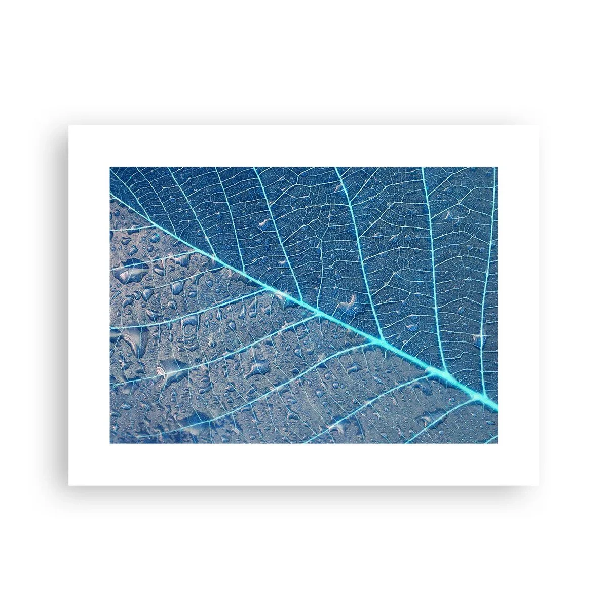 Póster - Vida en el azul - 40x30 cm